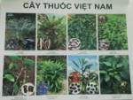 Bộ ảnh cây thuốc Việt Nam